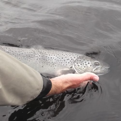 Salmon Rod Licence Sales Inland Fisheries Ireland