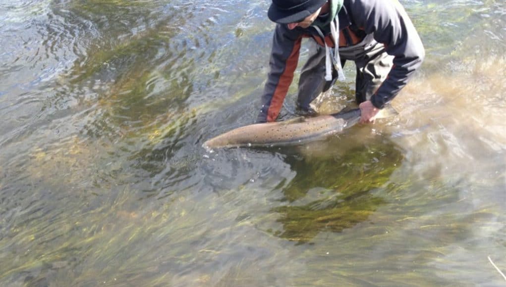 Slaney River Mossy Browne releases salmon