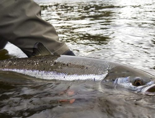 81 rivers open for salmon angling in 2022