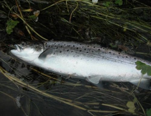 Call Out to all Sea trout anglers